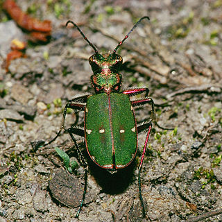 <i>Cicindela campestris</i> Species of beetle