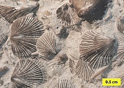Assemblage of fossilized shells of the Ordovician brachiopod Cincinnetina Cincinnetina meeki (Miller, 1875) slab 3.jpg