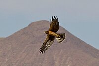 Circus hudsonius flying, Bosque del Apache NWR, New Mexico, USA.jpg