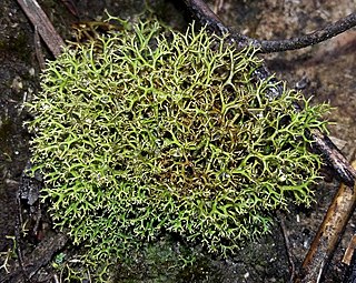 <i>Cladia</i> Genus of lichen-forming fungi