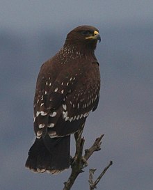 Greater spotted eagle in Israel Clanga clanga 120851060.jpg