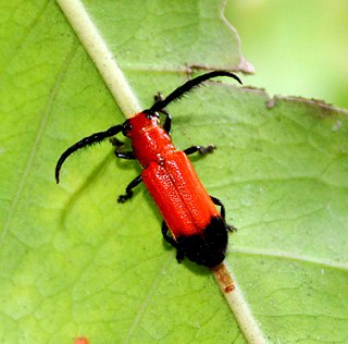 <i>Cleonaria cingalensis</i> Species of beetle