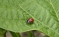 * Nomination Laby bird (Coccinella septempunctata) on a bean leaf. Yann 14:22, 1 July 2009 (UTC) * Decline The beetle is really too small and also OOF. Lycaon 17:42, 1 July 2009 (UTC)
