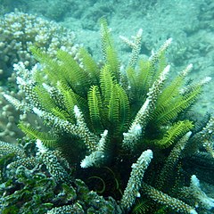 File:Comaster schlegelii 01.jpeg (Category:Comaster schlegelii)