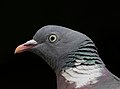 35 Common Wood Pigeon facing left uploaded by Alexis Lours, nominated by Alexis Lours,  16,  0,  0