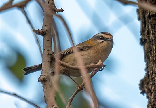 Common firecrest, Florence