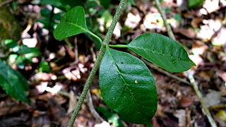 <i>Condylocarpon</i> Genus of plants