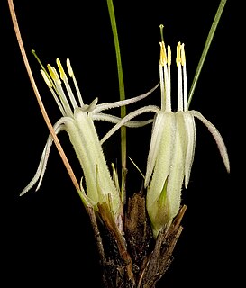 <i>Conostylis androstemma</i> Species of flowering plant