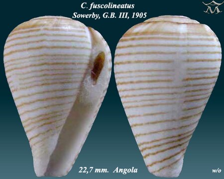 Tập_tin:Conus_fuscolineatus_2.jpg