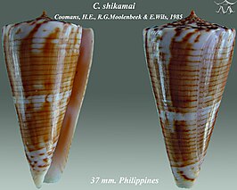 Conus shikamai