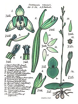 The Mystery Orchid, Cooktownia robertsii, discovered and illustrated by Lewis Roberts Cooktownia robertsii.JPG