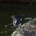 * Nomination Oriental magpie-robin (Copsychus saularis). --GerifalteDelSabana 05:36, 29 July 2018 (UTC) * Promotion Good Quality -- Sixflashphoto 06:06, 29 July 2018 (UTC)