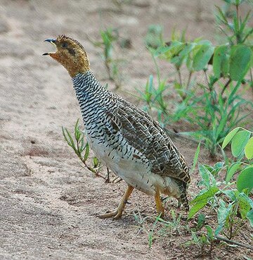 Francolin coqui