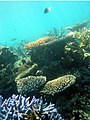 April 11: A coral reef community.