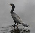 Cormorantloeflingparkvenezuela.JPG