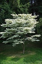 Thumbnail for File:Cornus kousa 'Snowboy' (Cultivar of Kousa Dogwood) (36611026736).jpg