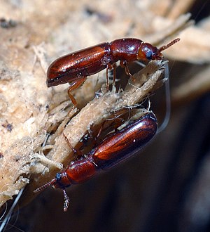 Corticeus unicolor