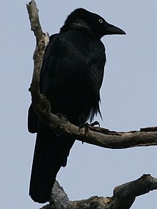 Corvus orru.jpg