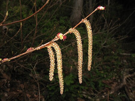 Tập_tin:Corylus_sieboldiana_1.JPG