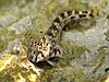 Coryphoblennius galerita Cres 2.JPG