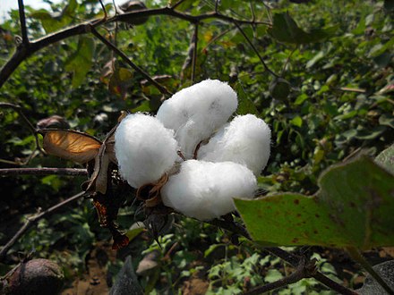A cotton ball. Cotton is a significant cash crop. According to the National Cotton Council of America, in 2014, China was the world's largest cotton-producing country with an estimated output of about one hundred million 480-pound bales.[1]
