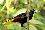 Thumbnail for Crested oropendola