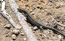 Cretan wall Lizard (Podarcis cretensis) .jpg