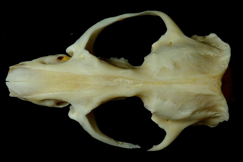 File:Cricetus cricetus skull 2.jpg