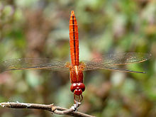 Самец Crocothemis servilia от kadavoor.jpg