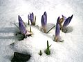 Crocus etruscus in snow