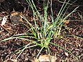 Crocus minimus opening