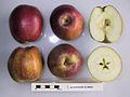 Cross section of Gronsvelder Klumpke, National Fruit Collection (acc. 1948-604).jpg