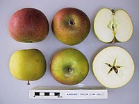 Cross section of Margaret Taylor, National Fruit Collection (acc. 1944-056) .jpg