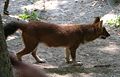 Dhole