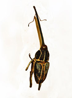 <i>Mecopus serrirostris</i> Species of beetle