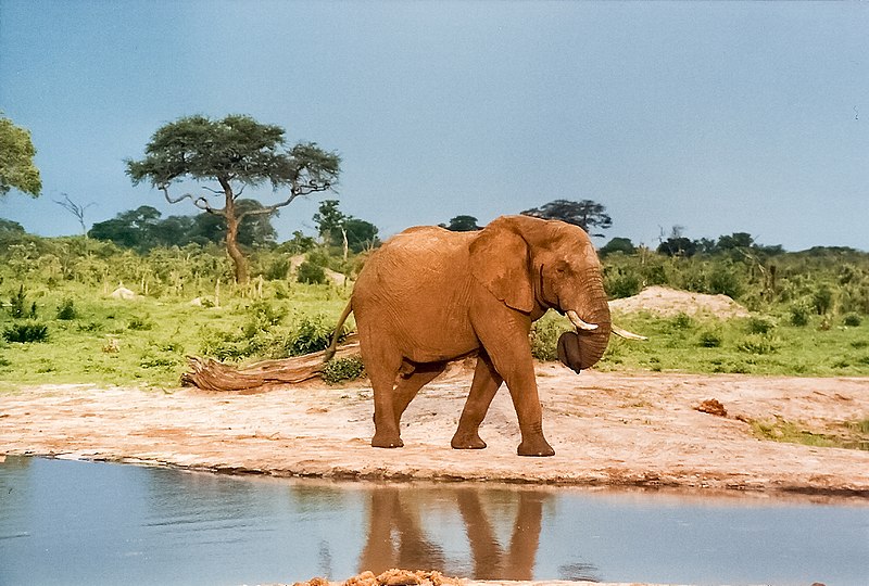 File:Curled trunk.jpg