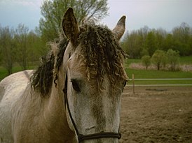 American Bashkir Curlies