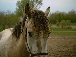 Curly Horse Breed of horse