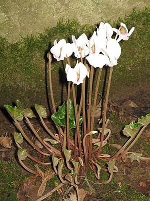 Cyclamen Hederifolium