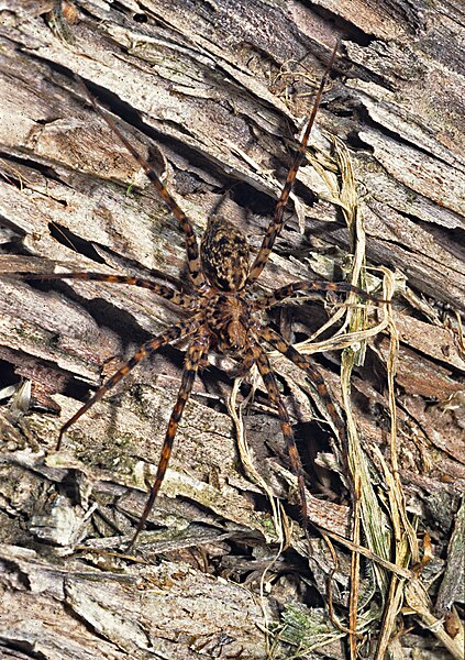 File:Cycloctenus-Scuttling spider (NZAC06001311).jpg