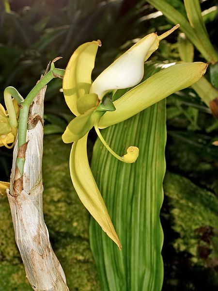 File:Cycnoches warszewiczii Orchi 6028.jpg