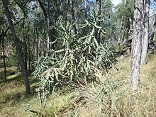 invasive Kwiambal NP, NSW, Australia Cylindropuntia imbricata P1010574.jpg