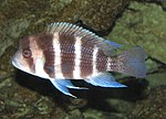 Cyphotilapia frontosa2.jpg