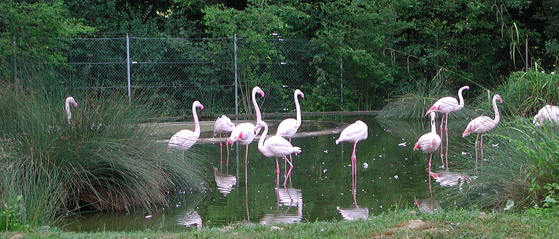 File:Dählhölzli - Flamingos 1.jpg