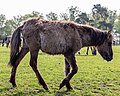 * Nomination Dülmen wild horses at the wild horse track in Merfeld, Dülmen, North Rhine-Westphalia, Germany --XRay 03:40, 16 May 2023 (UTC) * Promotion  Support Good quality.--Agnes Monkelbaan 04:16, 16 May 2023 (UTC)