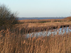 Reed zone on the south bank of the Dümmers