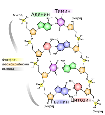 File:DNA chemical structure mk.svg