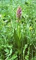 Fleischfarbenes Knabenkraut (Dactylorhiza incarnata)