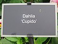 Dahlia 'Cupido' 02.jpg