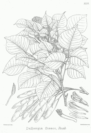 <i>Dalbergia</i> Genus of legumes